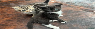 Mixed Breed Kitten 4