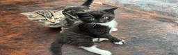Mixed Breed cats for sale: Beautiful kittens for sale - Advert 4