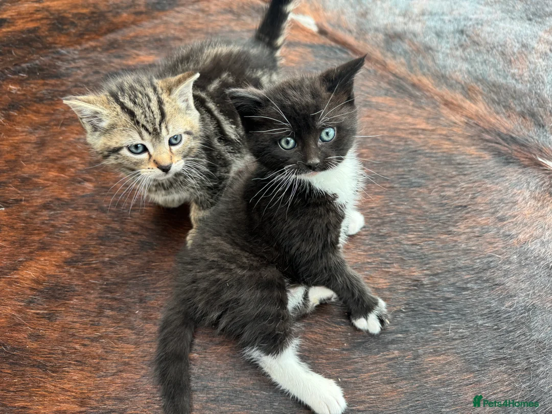 Mixed Breed cats for sale: Beautiful kittens for sale - Advert 4