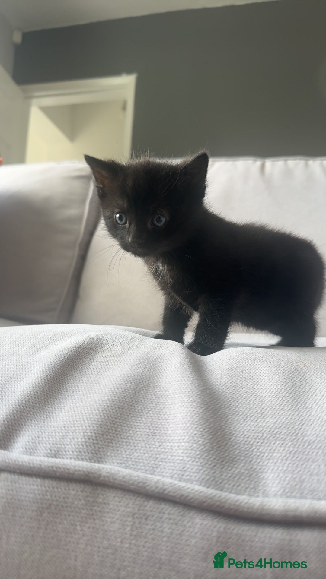 Bombay cats Beautiful boy kitten for sale  - Advert 1