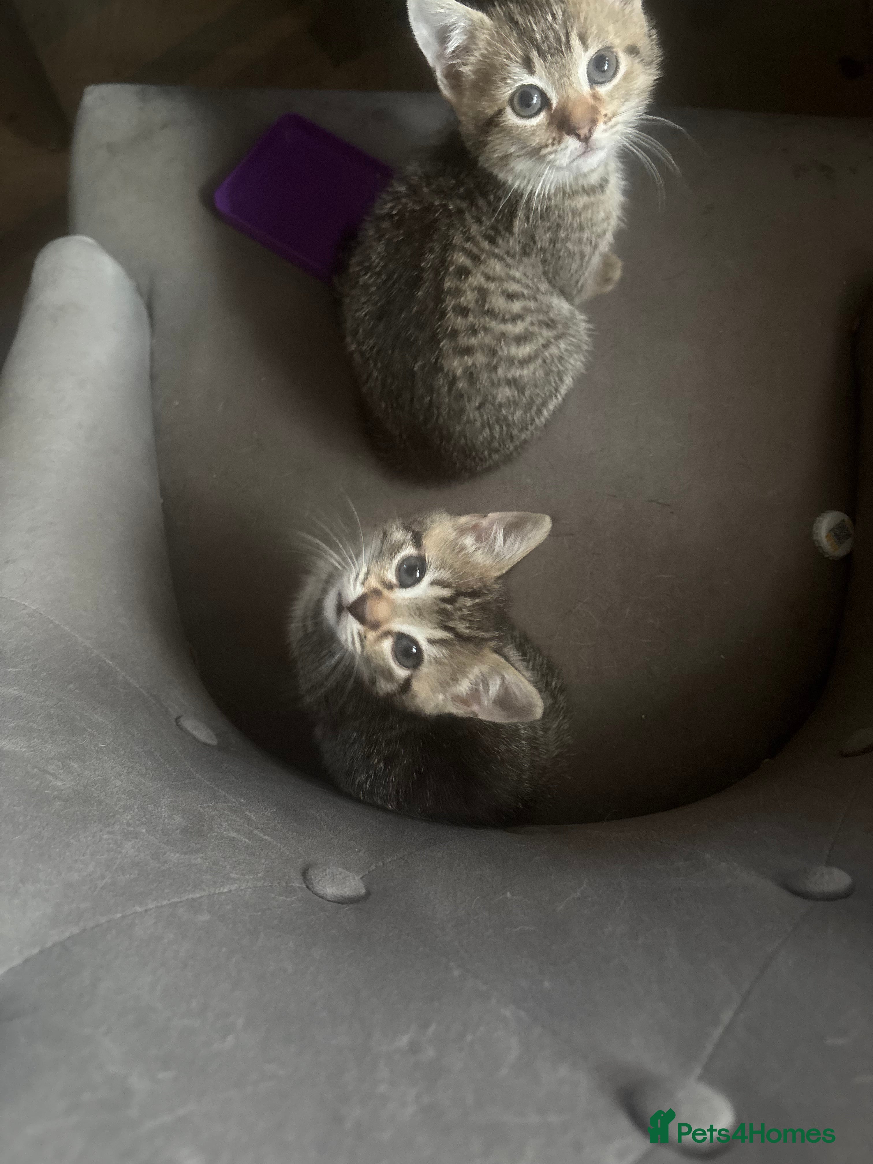 Bengal cats Bengal kittens - Advert 1