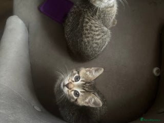 Bengal cats Bengal kittens - Advert 1