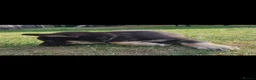 German Shepherd dogs for sale: German Shepherd Puppies  - Advert 7