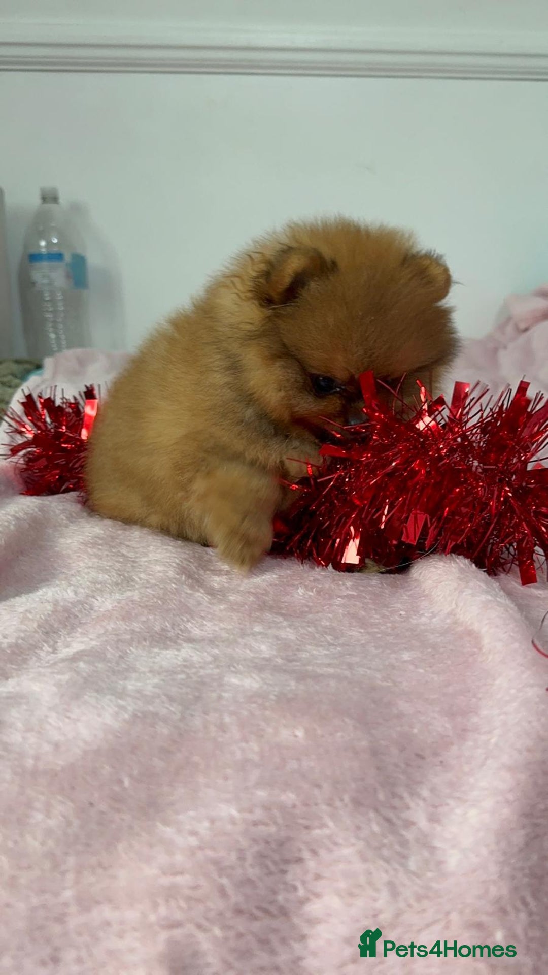 Pomeranian dogs for sale: Luxury puppy for sale - Advert 22