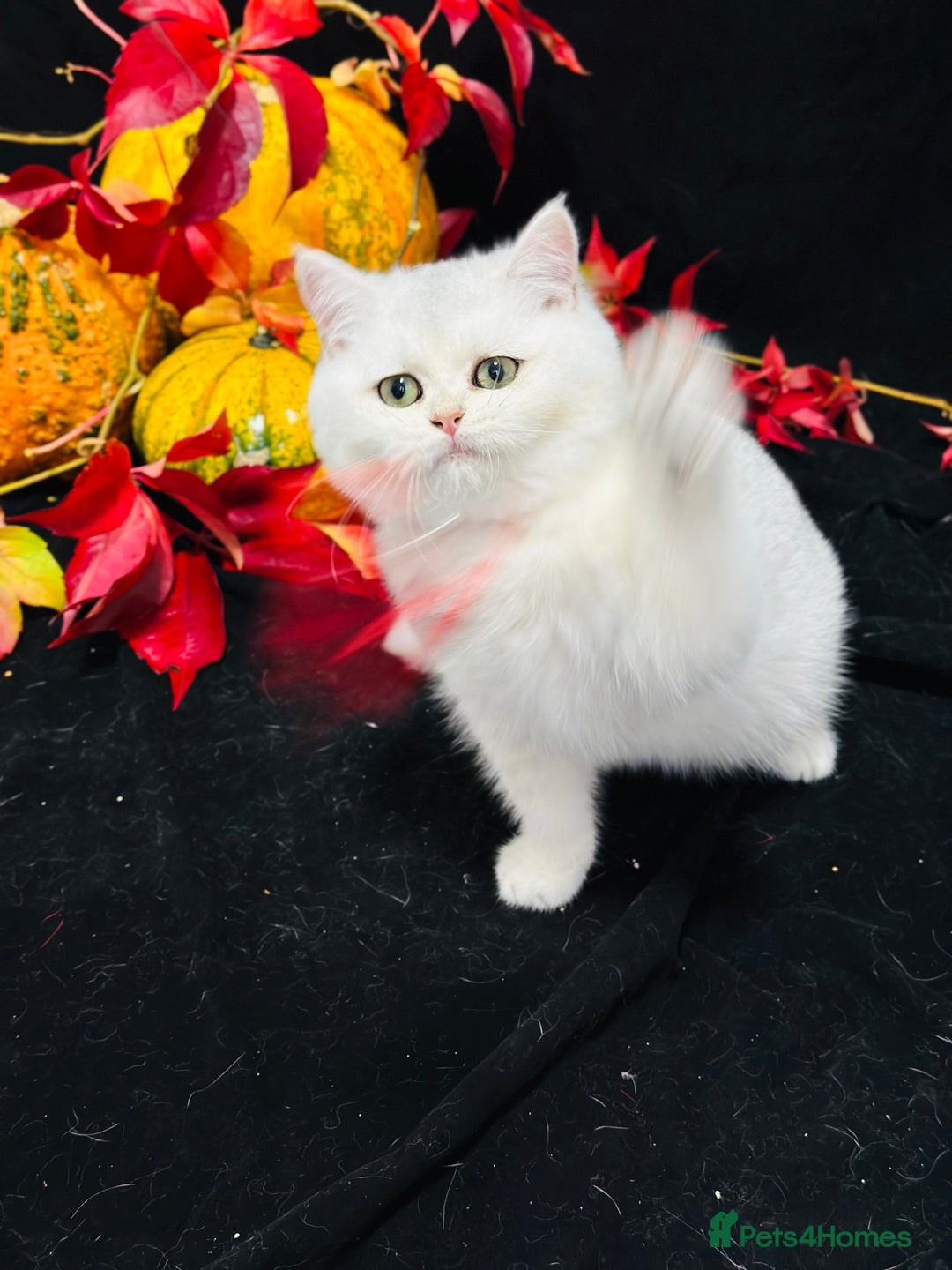 British Shorthair cats for sale: Tica British short hair kittens  - Image 14