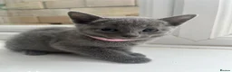 Russian Blue cats for sale: TICA REGISTERED Pure Breed Russian Blue Kittens - Advert 4
