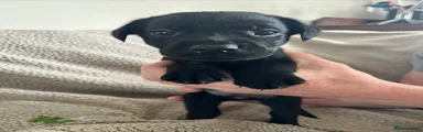 Labrador Retriever 5