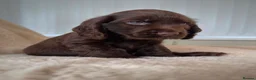 Cocker Spaniel dogs for sale: Extensively health tested KC Show Cocker Spaniels  - Advert 11