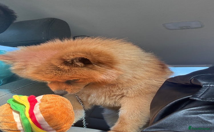 Pomeranian dogs - Advert 1
