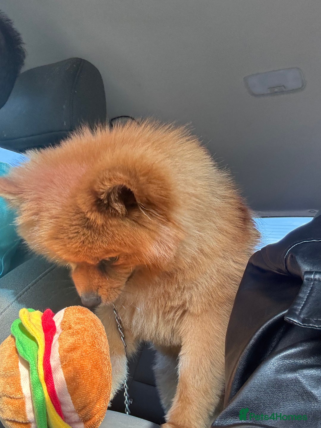 Pomeranian dogs for stud: Pomeranian Stud - Image 1