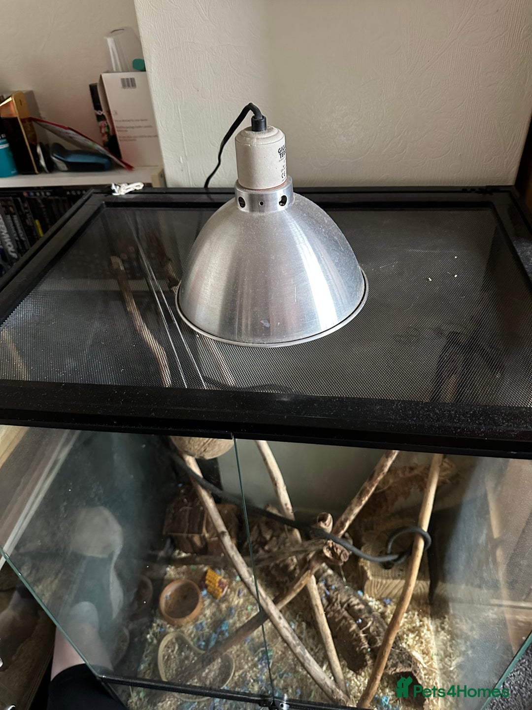 Mouse rodents for sale: African Pygmy dormice  - Advert 7