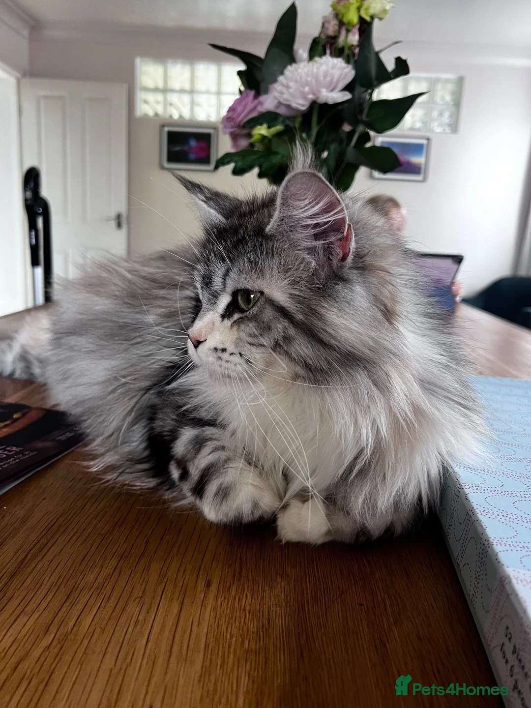 Maine Coon cats for sale: Retired queen re home  - Advert 2