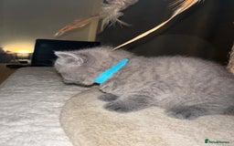 British Shorthair cats for sale: British Shorthair kittens Lilac/Blue 3 Girls 1 Boy - Image 32