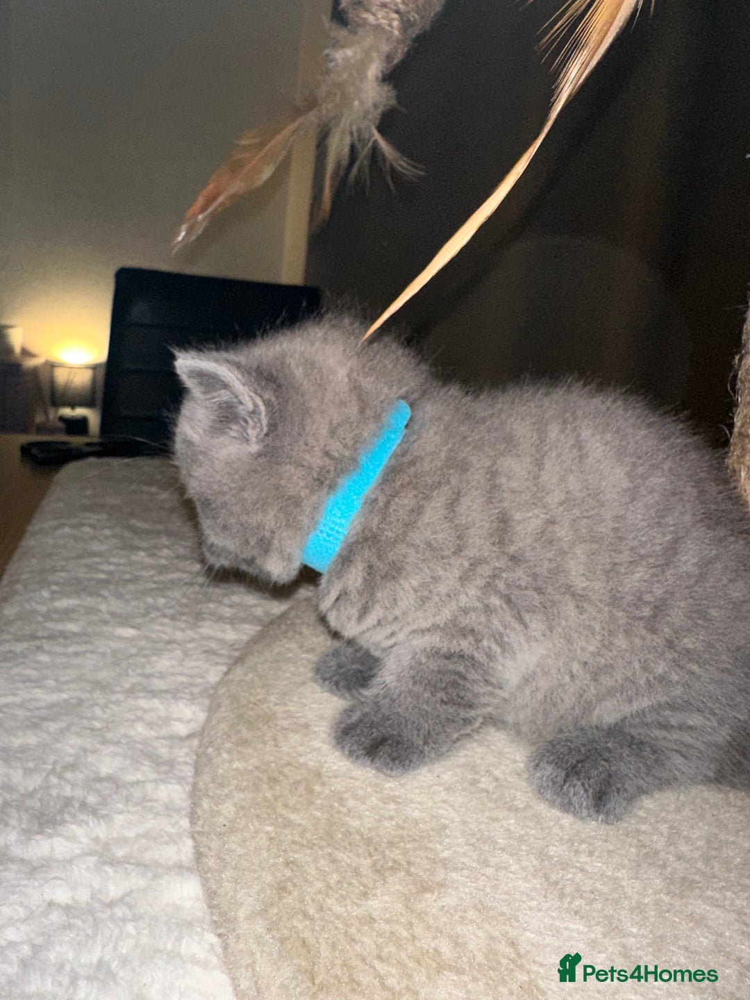 British Shorthair cats for sale: British Shorthair kittens Lilac/Blue 3 Girls 1 Boy - Image 32
