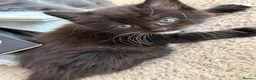 Mixed Breed cats for sale: 4 beautiful kittens  - Advert 15