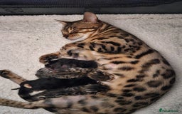 Bengal cats for sale: Bengal beauties - Image 14