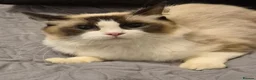 Ragdoll cats for sale: 7 Ragdoll kittens for sale - Advert 2
