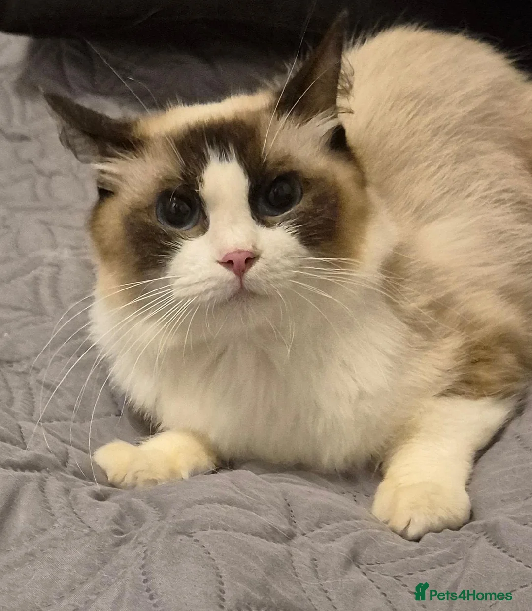 Ragdoll cats for sale: 7 Ragdoll kittens for sale - Advert 2
