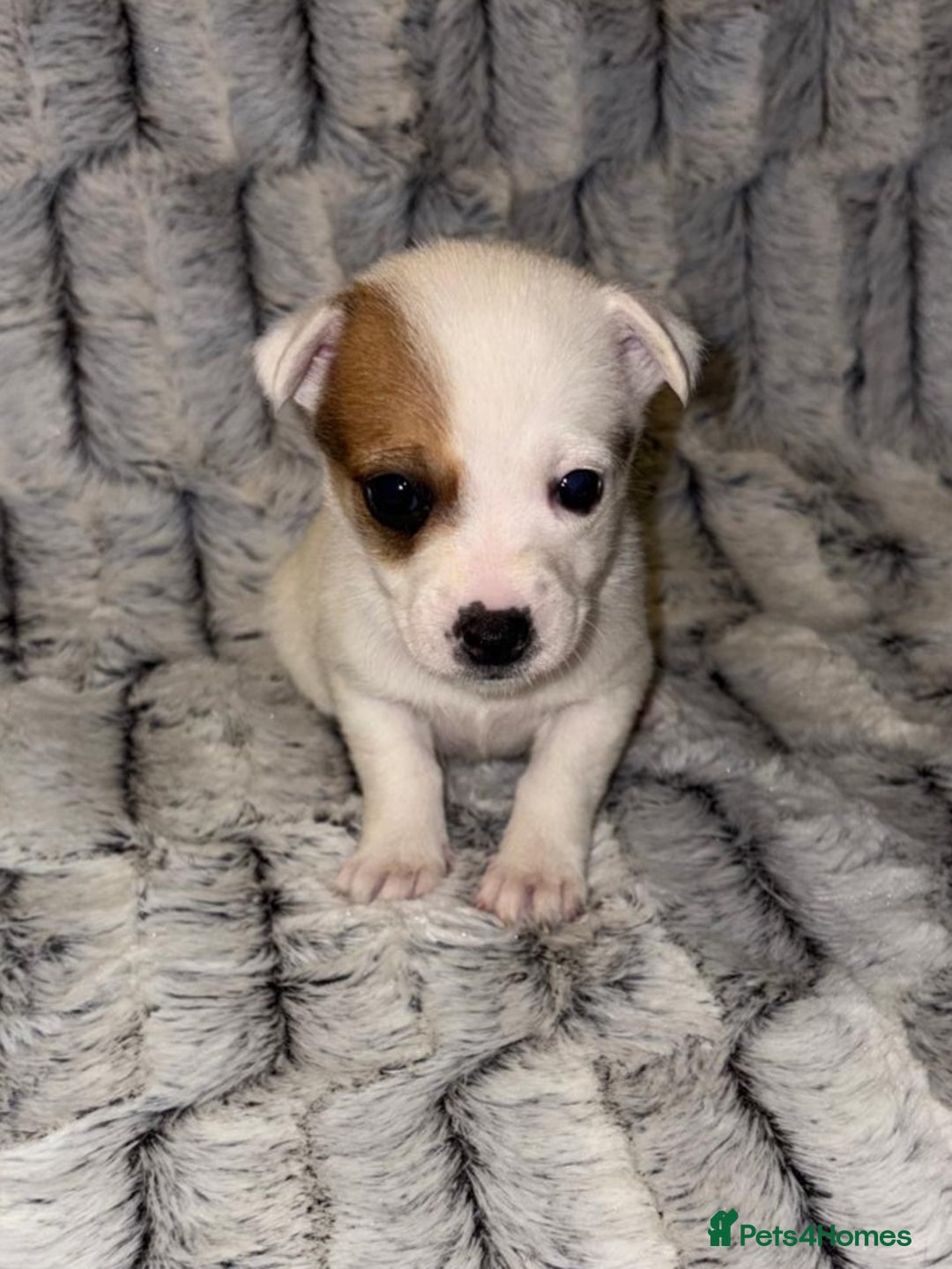 Jack Russell dogs for sale: Miniature jack Russell puppies - Advert 7