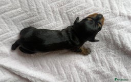 Miniature Dachshund dogs for sale: 🏆Champion Show Lines Kc Miniature Dachshunds 🏆 - Image 3