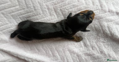 Miniature Dachshund dogs - Advert 11