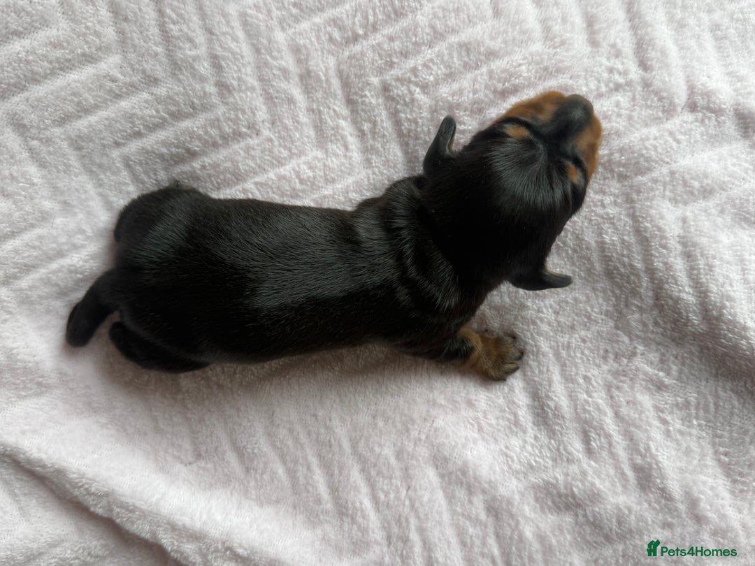 Miniature Dachshund dogs for sale: 🏆Champion Show Lines Kc Miniature Dachshunds 🏆 - Image 3