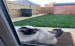 Ragdoll cats for sale: Loving Home Needed for Our Dear Cat, Nina - Image 8