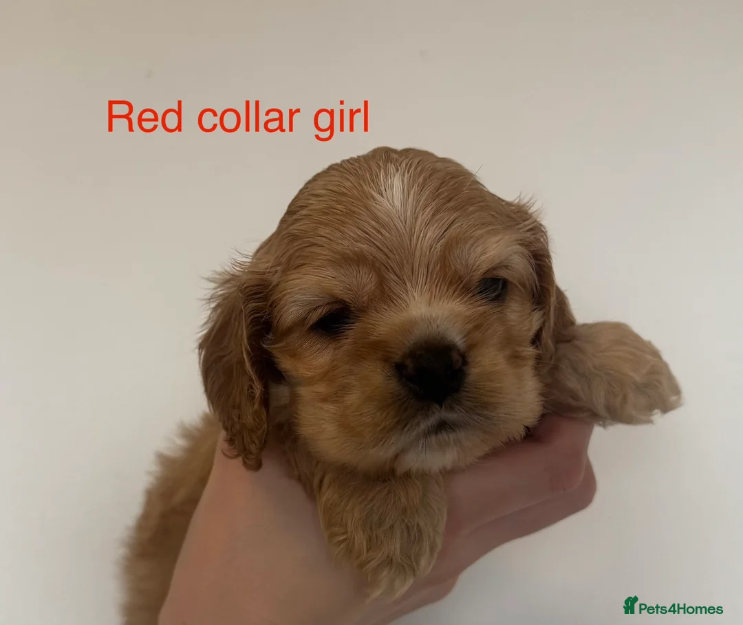 American Cocker Spaniel dogs for sale: 🐾KC, Health tested American cocker spaniels🐾 - Advert 10