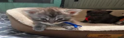 Maine Coon cats for sale: Maine coon kittens  - Advert 25