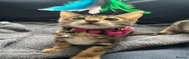 Bengal Kitten 1