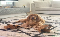 Cocker Spaniel dogs for sale: SHOW COCKER SPANIELS FOR REHOMING - Image 7