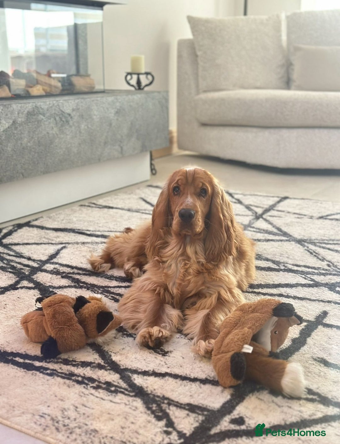 Cocker Spaniel dogs for sale: SHOW COCKER SPANIELS FOR REHOMING - Image 7