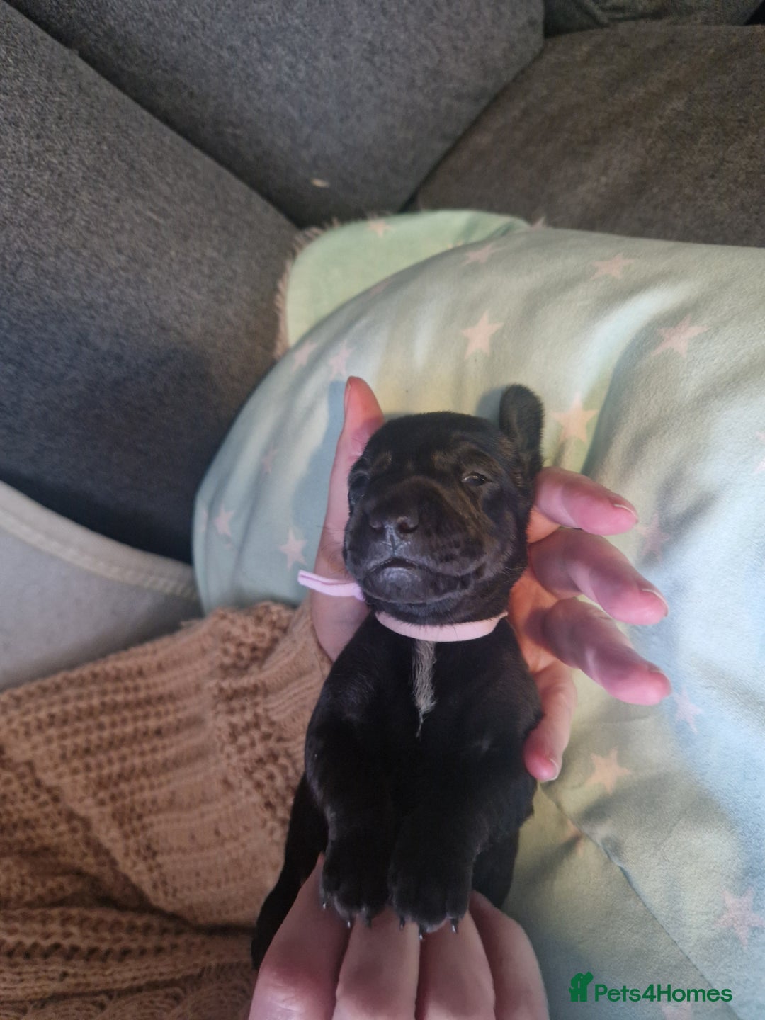 Miniature Dachshund dogs for sale: Miniature dachshund  - Advert 10