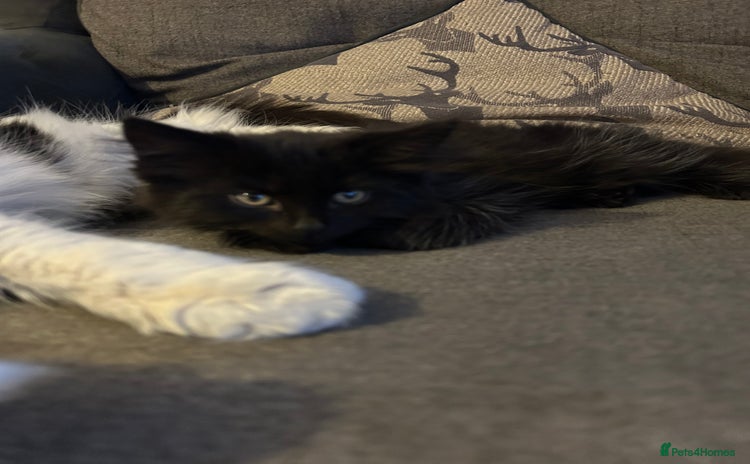 Norwegian Forest Cat cats - Advert 8