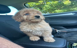 Goldendoodle dogs for sale: ** GOLDENDOODLE GIRL BVA/PRA CLEAR ** - Image 1