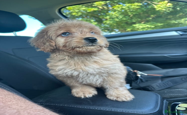 Goldendoodle dogs - Advert 8