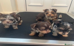 Biewer Terrier dogs for sale: 5 stunning Biewer Terriers - Image 7