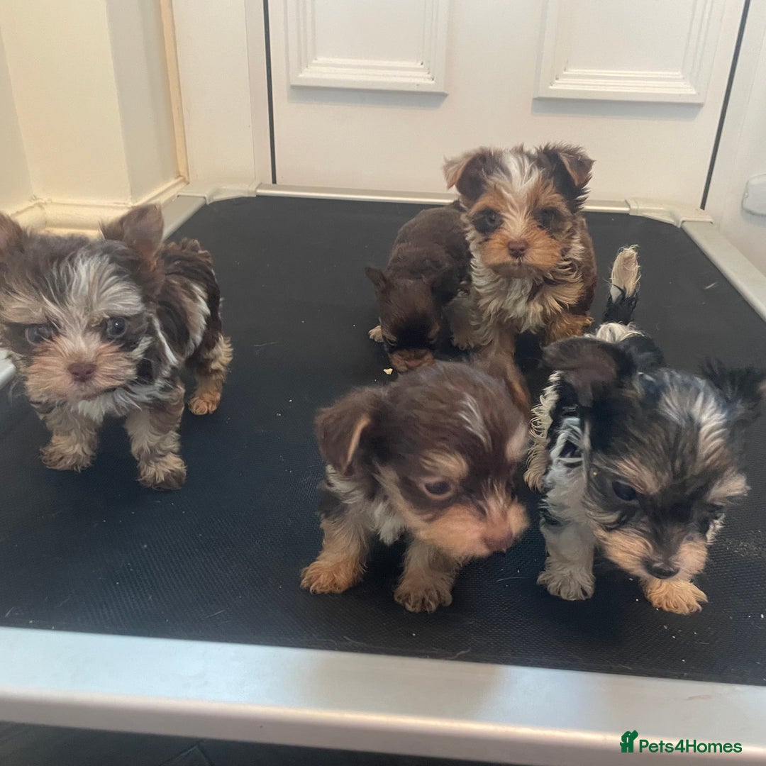 Biewer Terrier dogs for sale: 5 stunning Biewer Terriers - Image 7