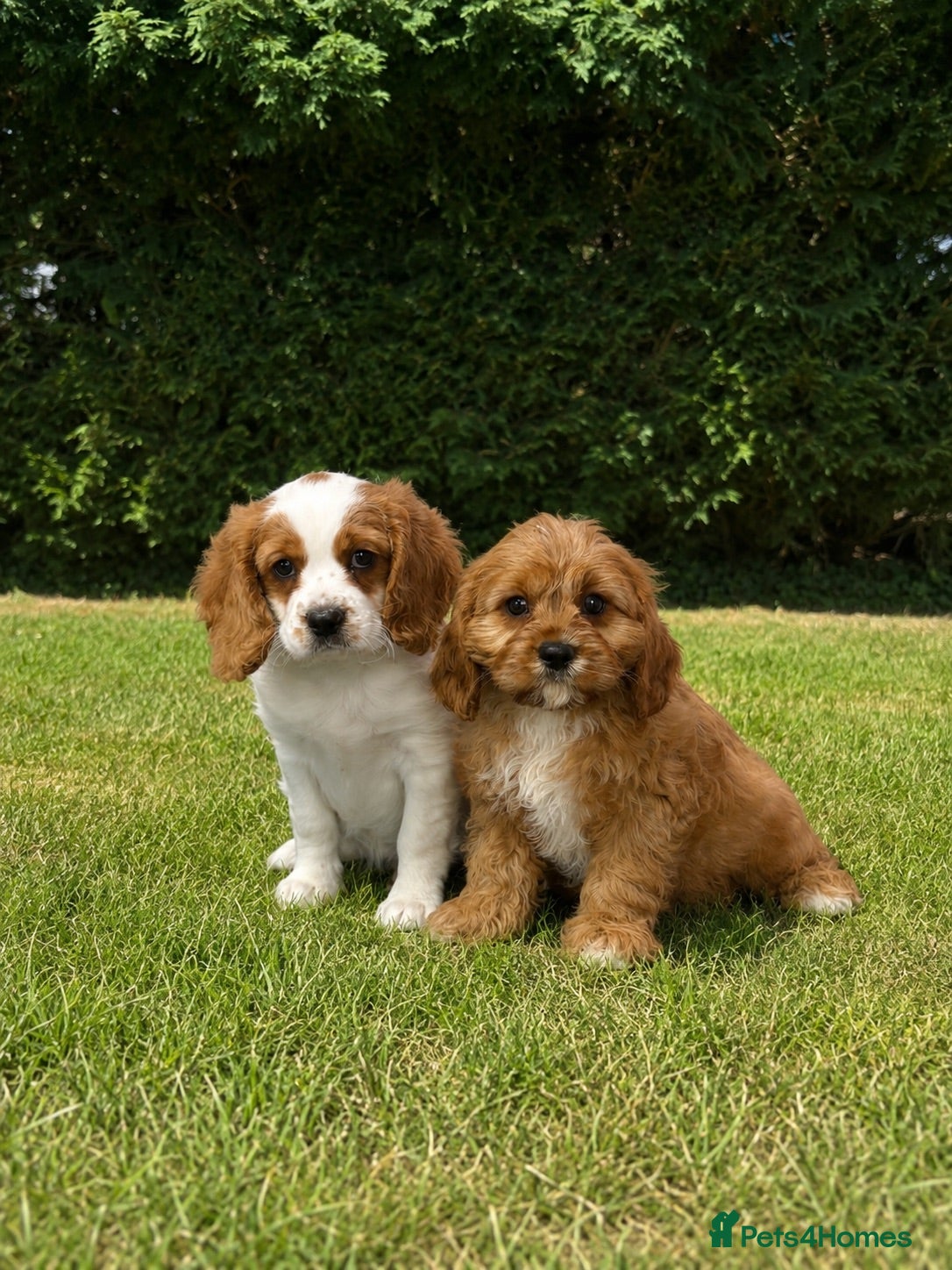 Cavapoochon dogs Beautiful Cavapoochon Puppies  - Advert 14