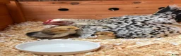 Chickens poultry for sale: Pure Pekin pullets  - Advert 3
