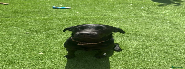 Toto 