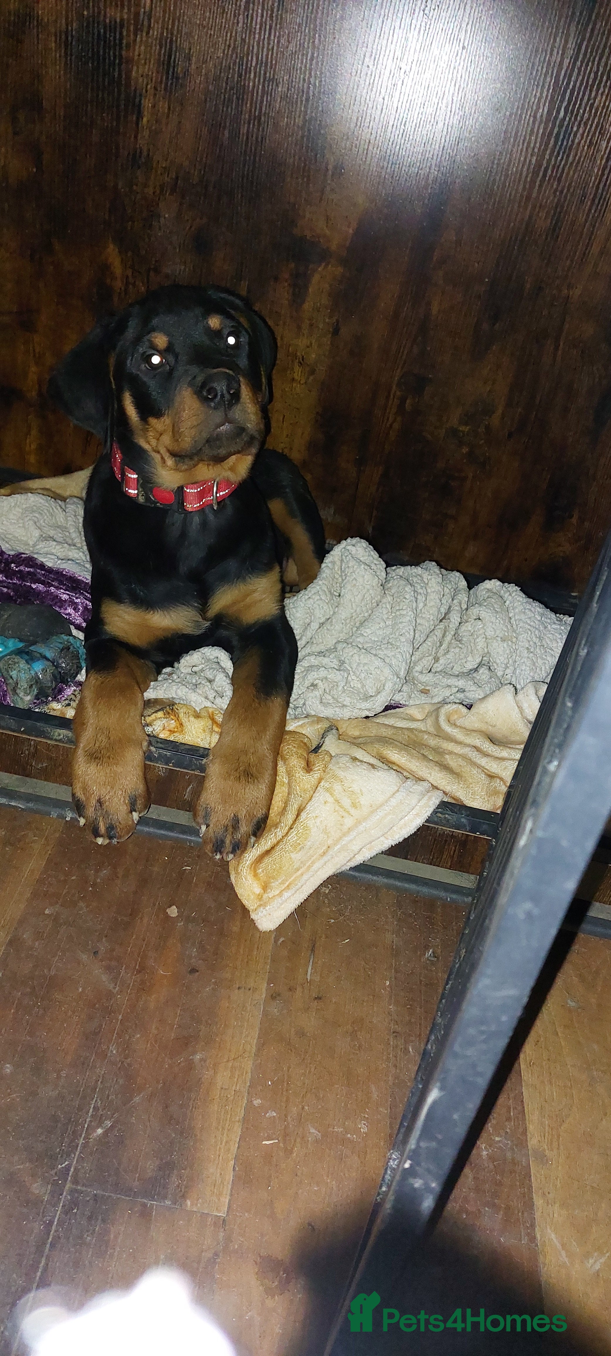 Rottweiler dogs  beautiful pup - Advert 13