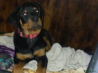 Rottweiler dogs beautiful pup - Advert 13