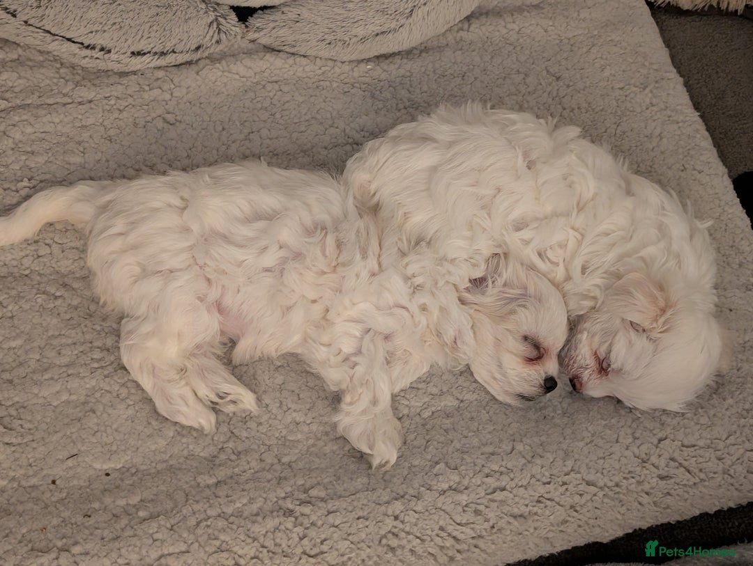 Maltese dogs for sale: Absolutely adorable Maltese girl  - Image 10