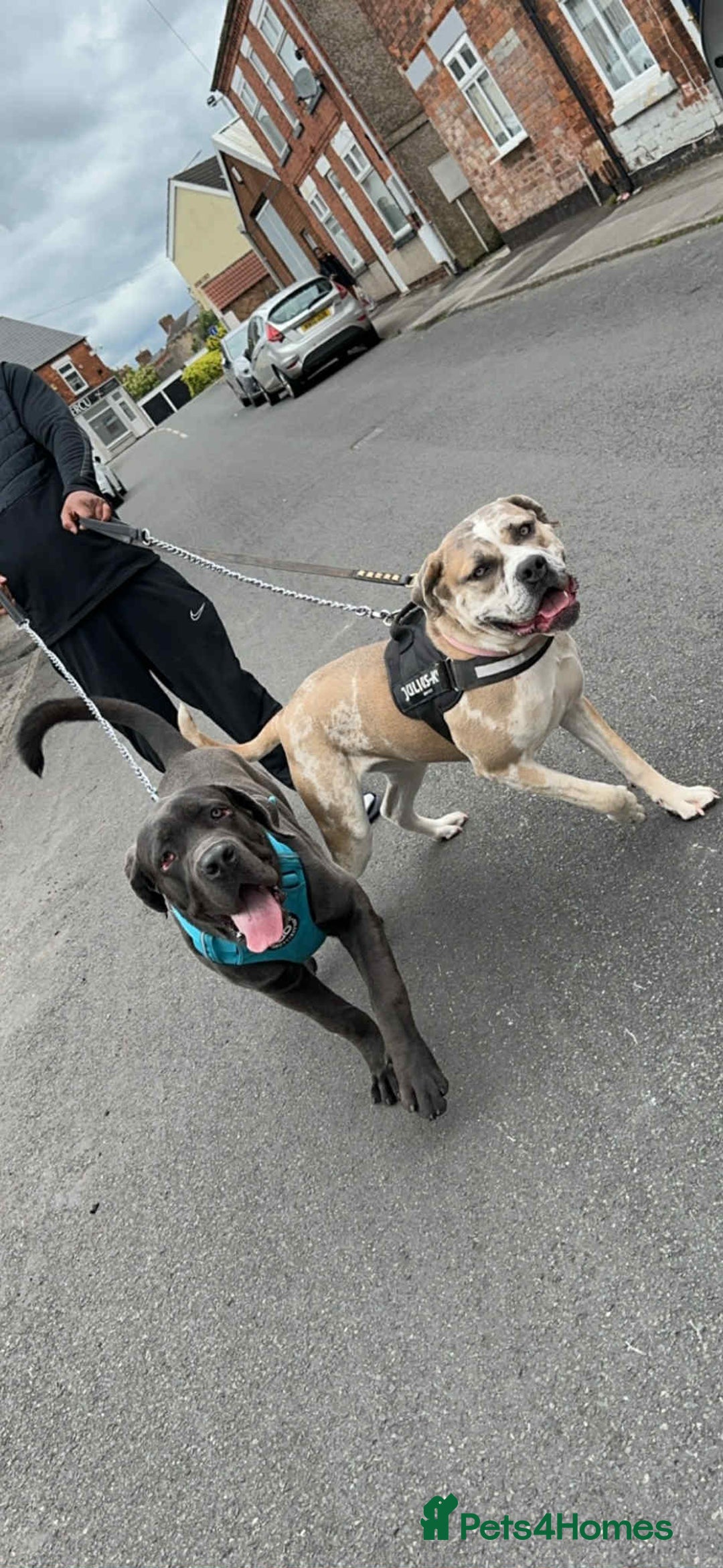 Cane Corso dogs for sale: Champion Bloodline Cane Corso Pups - Advert 1