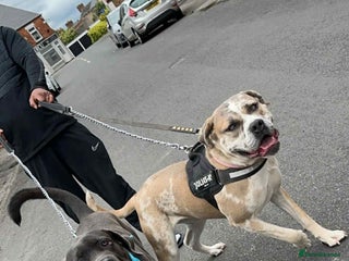 Cane Corso dogs Champion Bloodline Cane Corso Pups - Advert 1