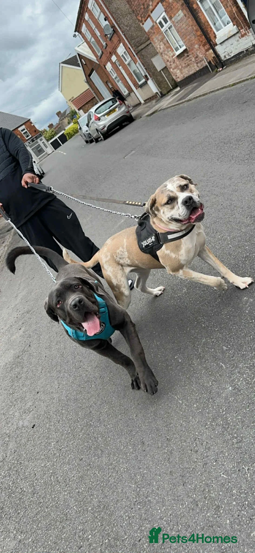 Cane Corso dogs for sale: Champion Bloodline Cane Corso Pups - Advert 1