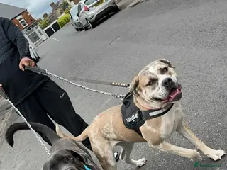 Cane Corso dogs Champion Bloodline Cane Corso Pups - Advert 19