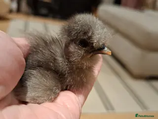 Chickens poultry Showgirl silkie chicks day old - Advert 11