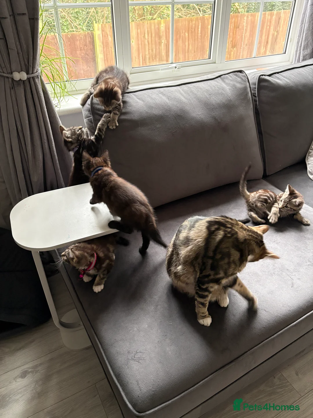 Mixed Breed cats for sale: 5 kittens  - Advert 4